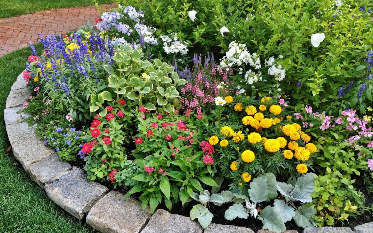 Декоративные садовые растения: идеи и рекомендации