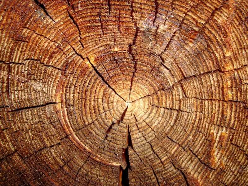 Как поддерживать древесину в отличном состоянии