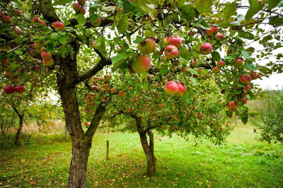 Как выращивать плодовые деревья: секреты садоводства