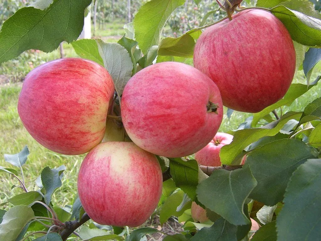 Лучшие сорта яблонь для сада