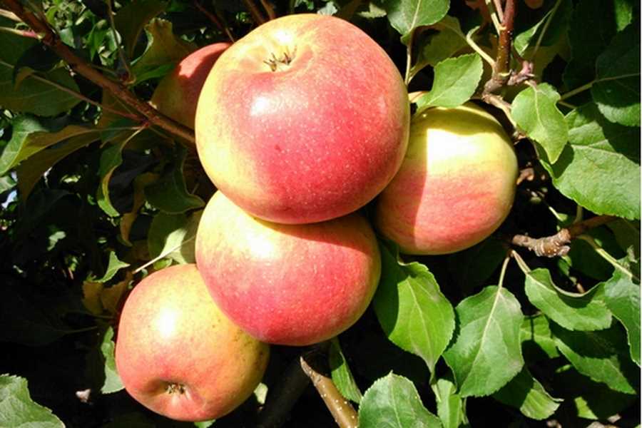 Лучшие сорта яблонь для выращивания в саду