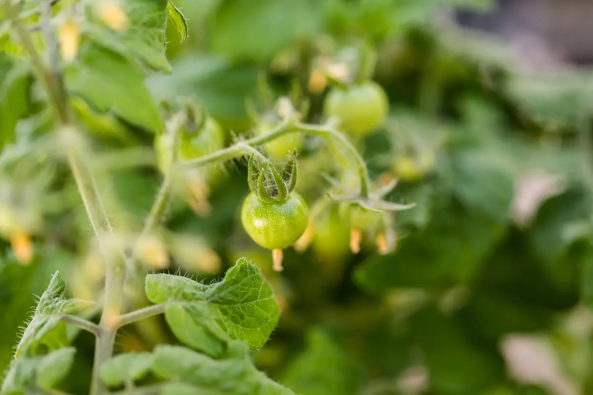 Огород на крыше: как вырастить свои томаты и огурцы