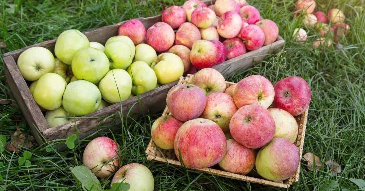 Садовые культуры: лучшие сорта яблонь для вашего сада