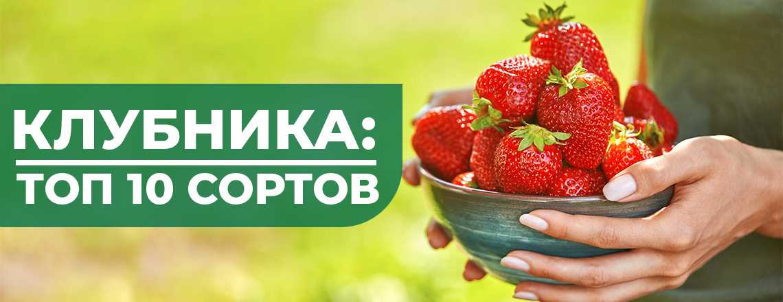 Сорта клубники: как выбрать самые вкусные и урожайные