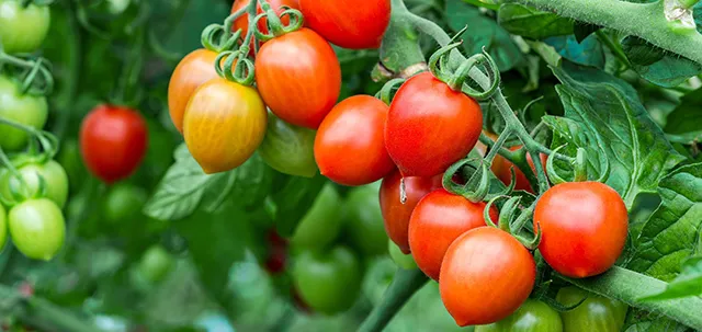 Сорта томатов для выращивания в закрытом грунте