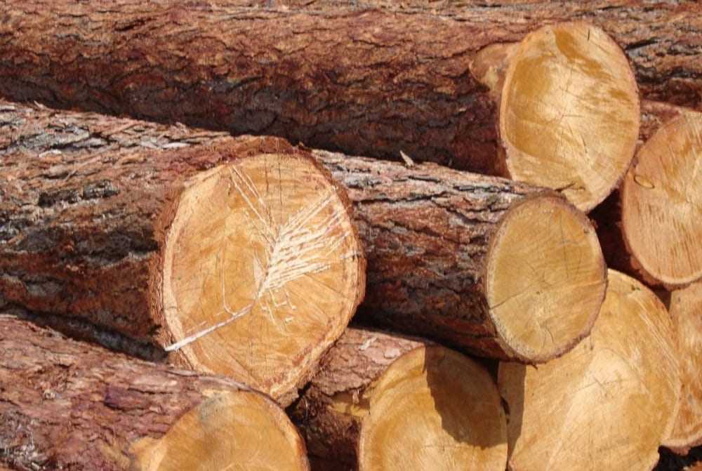 Топ-5 видов древесины для строительства дома