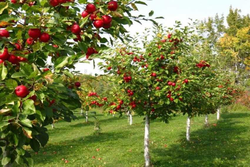 Выращивание плодовых деревьев: как выбрать и ухаживать