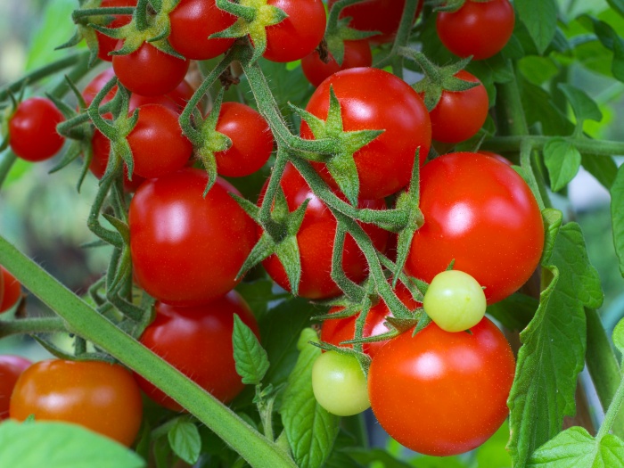 Грунт и удобрения для томатов