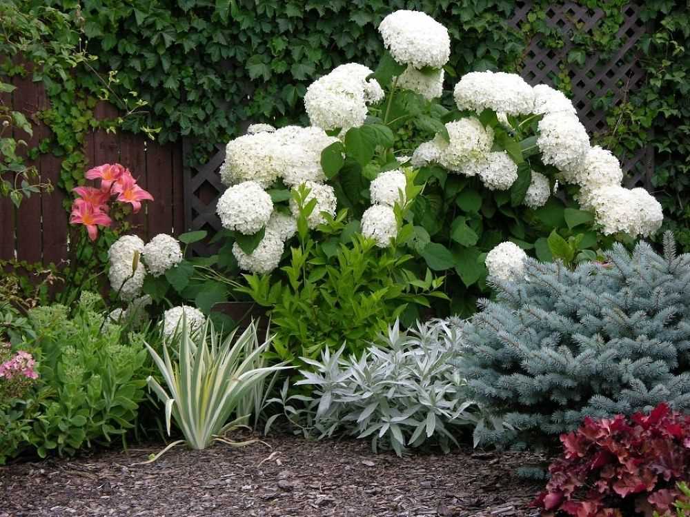 Садовые цветы: подбор и сочетание разных видов