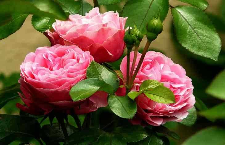 Уход за розами: отличные рекомендации для цветущего сада